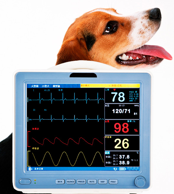 動(dòng)物監(jiān)護(hù)儀